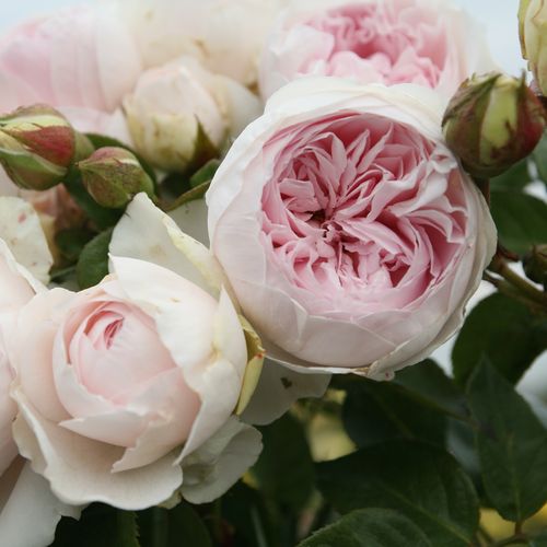 Rosa Herzogin Christiana® - rosa - rose floribunde